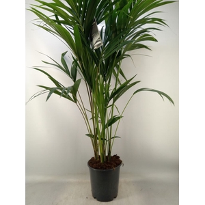Howea forsteriana