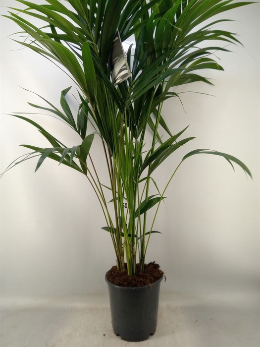 <h4>Howea forsteriana</h4>