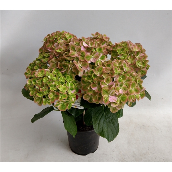 <h4>Hydrangea Hovaria SummerGreen</h4>