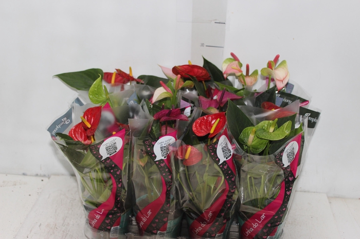 <h4>ANTHURIUM VARIADO P09</h4>