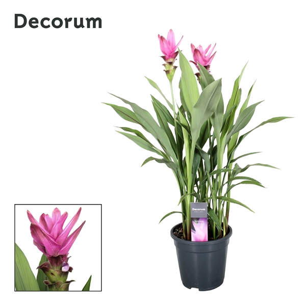 <h4>Curcuma Siam Supreme Decorum</h4>