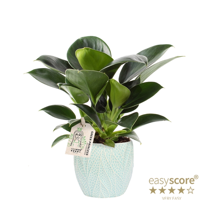 PHILODENDRON ERUBESCENS P10 LEAF OCEAN