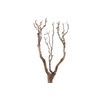 Syringa Branch Super Wittmer