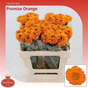 TAG E PROMISE ORANGE