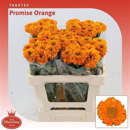 <h4>TAG E PROMISE ORANGE</h4>