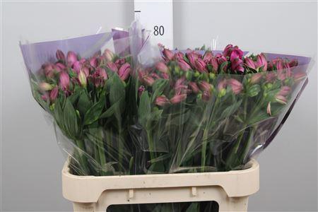 <h4>Alstroemeria  'Falipo'</h4>