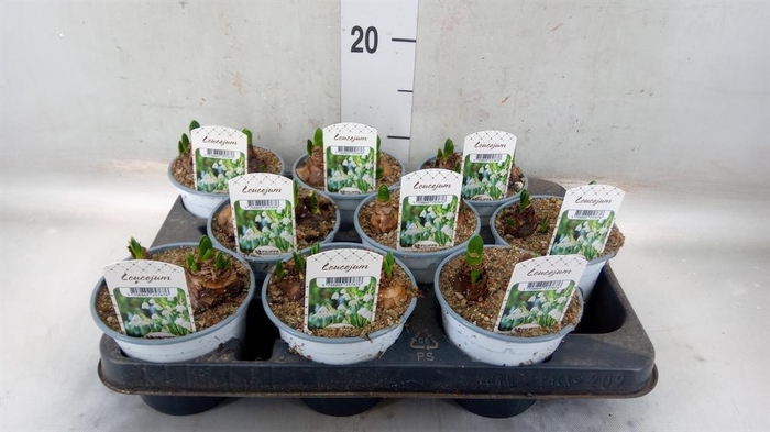 <h4>Leucojum aestivum</h4>