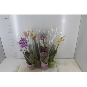 PHALAENOPSIS MINI P09
