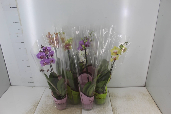 <h4>PHALAENOPSIS MINI P09</h4>