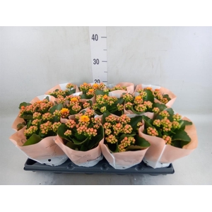Kalanchoe blos.   ..rosebud
