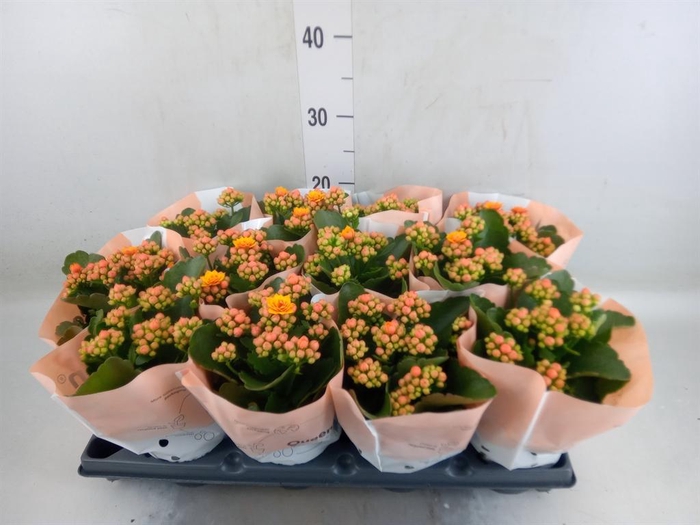 <h4>Kalanchoe blos.   ..rosebud</h4>