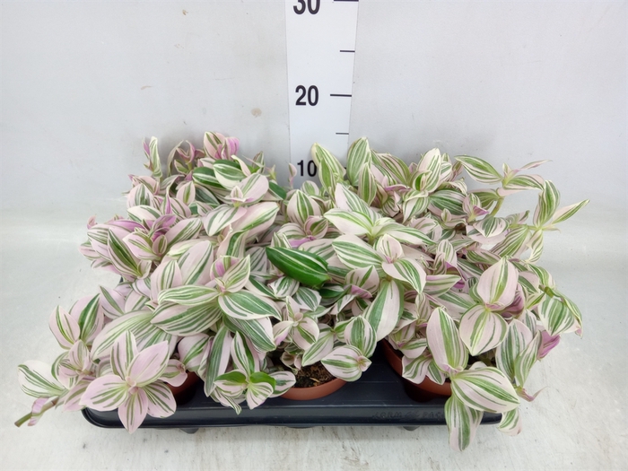 <h4>Tradescantia   ...</h4>