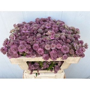 Astrantia Pink Sensation