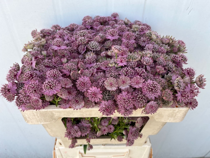<h4>Astrantia Pink Sensation</h4>