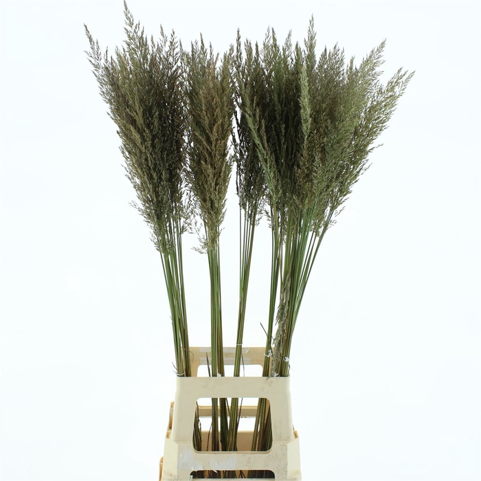 <h4>Calamagrostis Brachy El Dorado</h4>