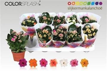 <h4>KAL GE GEM 7 KL</h4>