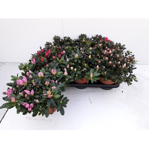 RHODO SI GEM