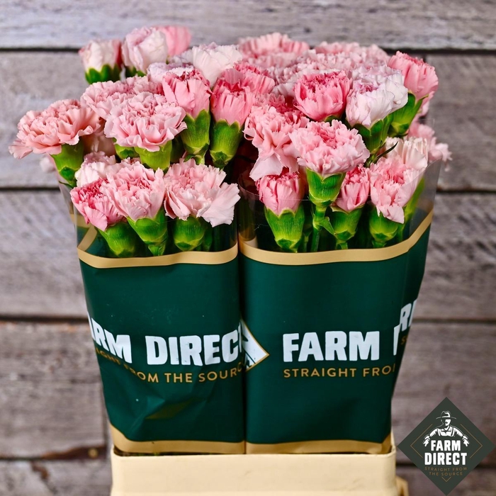 <h4>DI ST RAINBOW PINK</h4>