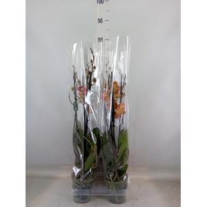 Phalaenopsis  'Ant Toulon'
