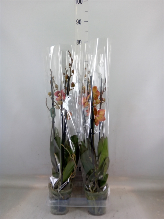 <h4>Phalaenopsis  'Ant Toulon'</h4>