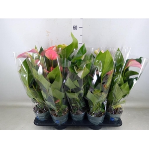 Anthurium   ...mix