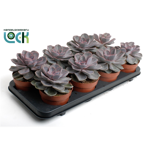 <h4>Echeveria Perle von Nurnberg</h4>