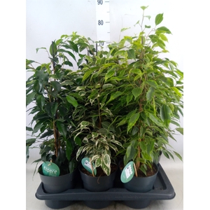 Ficus benja.   ...mix