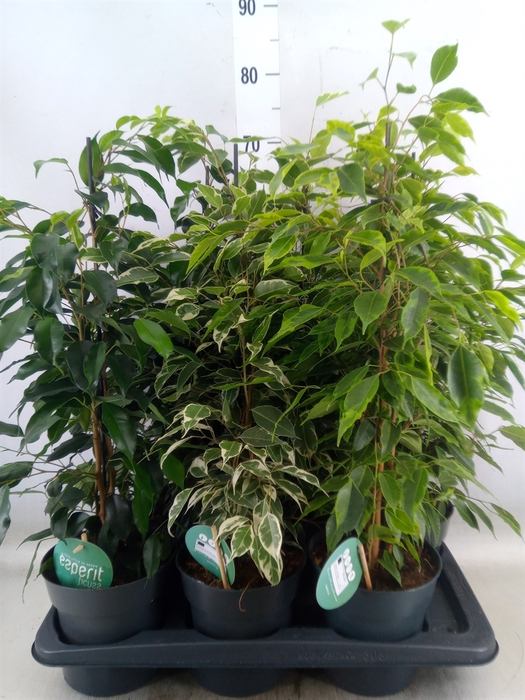<h4>Ficus benja.   ...mix</h4>