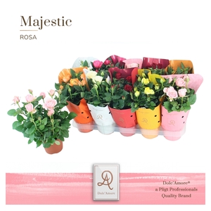 Potroos Mix P12 Dolc'Amore® Majestic