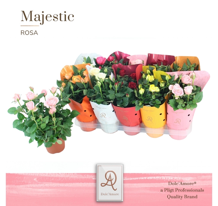 <h4>Potroos Mix P12 Dolc'Amore® Majestic</h4>