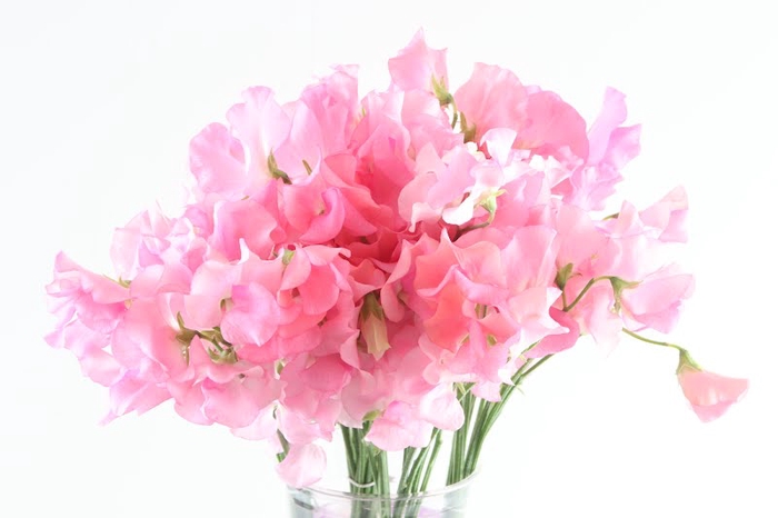 <h4>Lathyrus Sunshine Pink</h4>