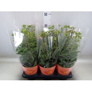 Kalanchoe HG 'Lucky Bells'