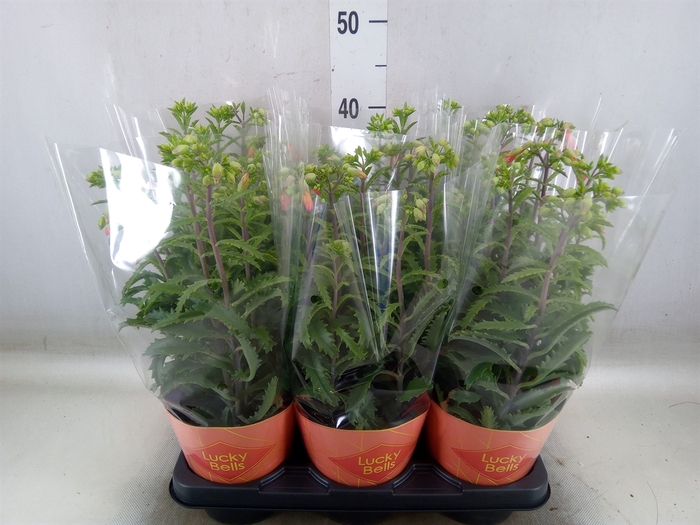<h4>Kalanchoe HG 'Lucky Bells'</h4>