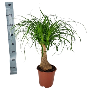 Beaucarnea recurvata