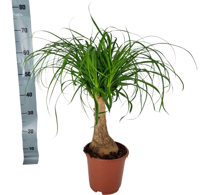 <h4>Beaucarnea recurvata</h4>