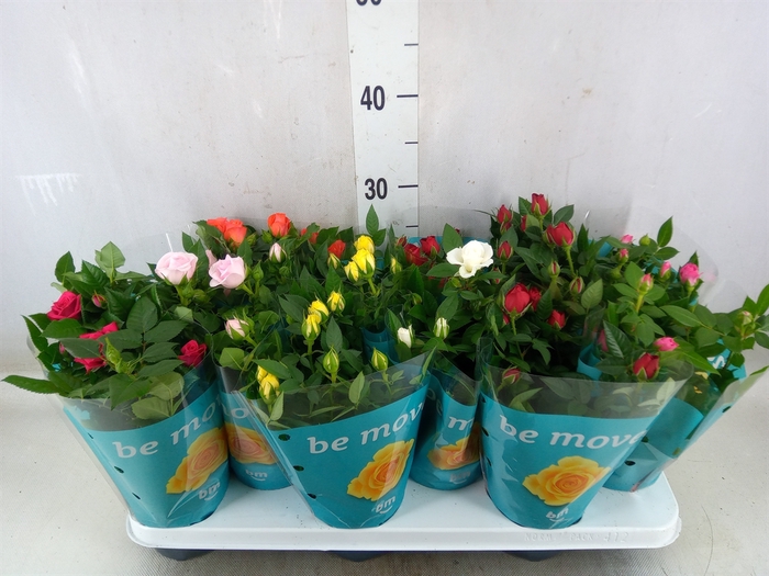<h4>Rosa  'Beau Monde'   ...mix</h4>