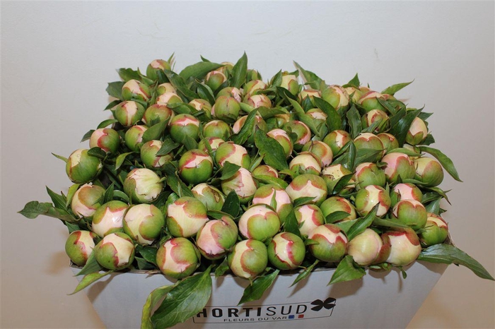 <h4>Paeo L Pecher</h4>