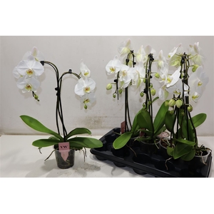 Phal Ant Leeds