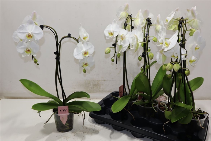 <h4>Phal Ant Leeds</h4>