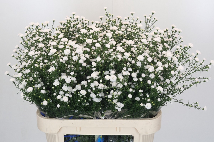 Aster White Gypsy
