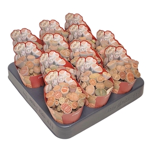 LITHOPS