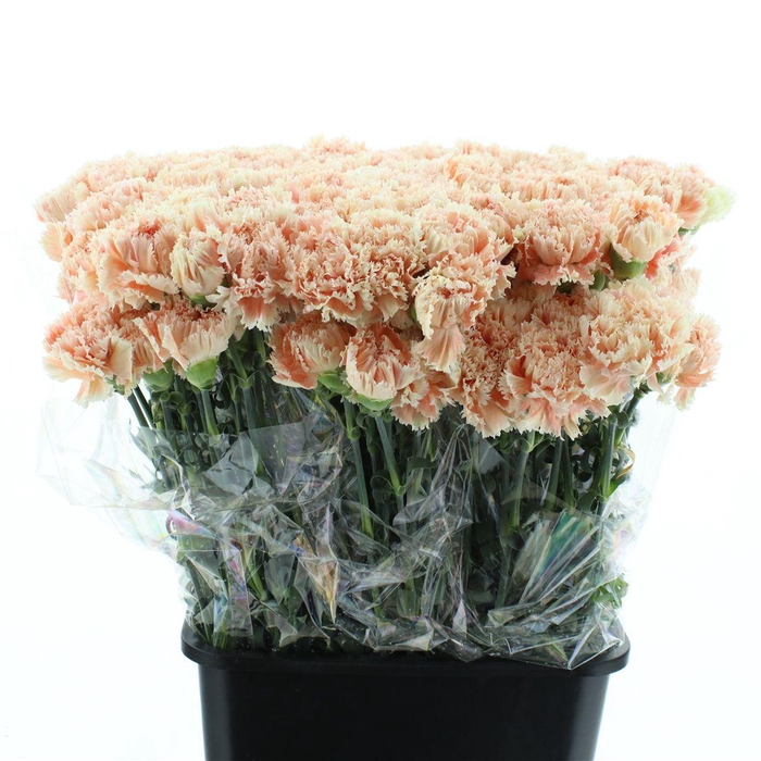 <h4>Di St Lady Cappuccino X 160</h4>