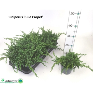 JUNI SQ BLUE CARPET