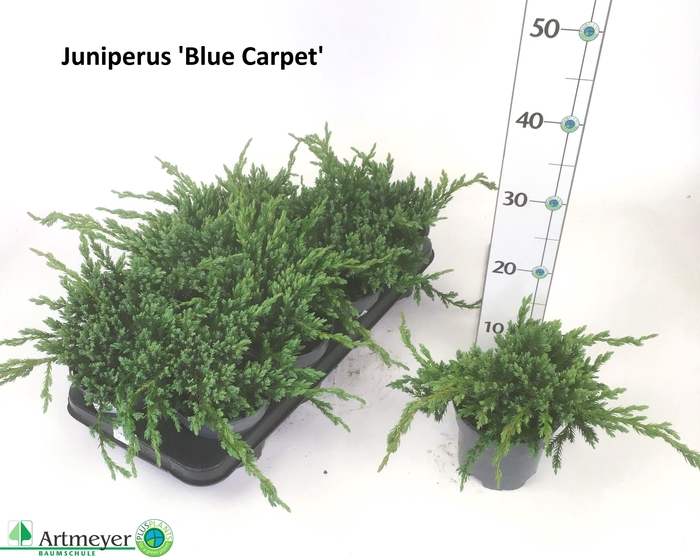 <h4>JUNI SQ BLUE CARPET</h4>