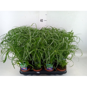 Cyperus alternifolius