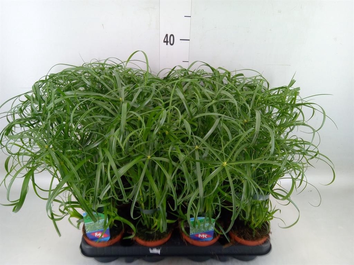 <h4>Cyperus alternifolius</h4>