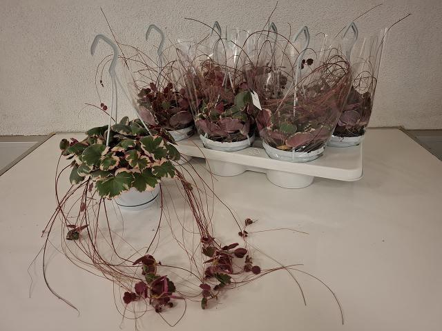 <h4>SAXI STOL TRICOLOR</h4>