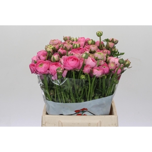 Ranunculus Elegance Pink