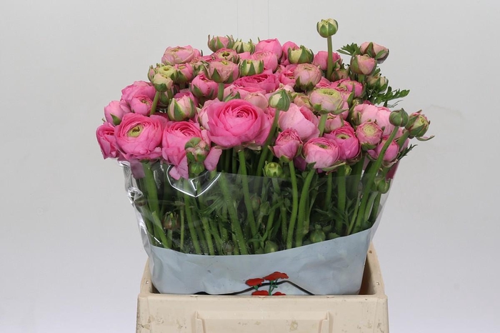 <h4>Ranunculus Elegance Pink</h4>