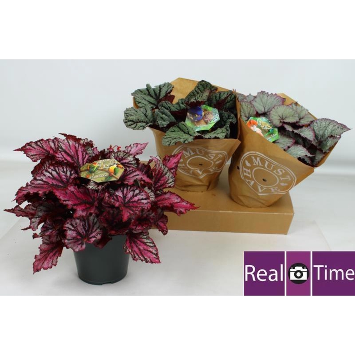 <h4>BEG BEL GEM</h4>